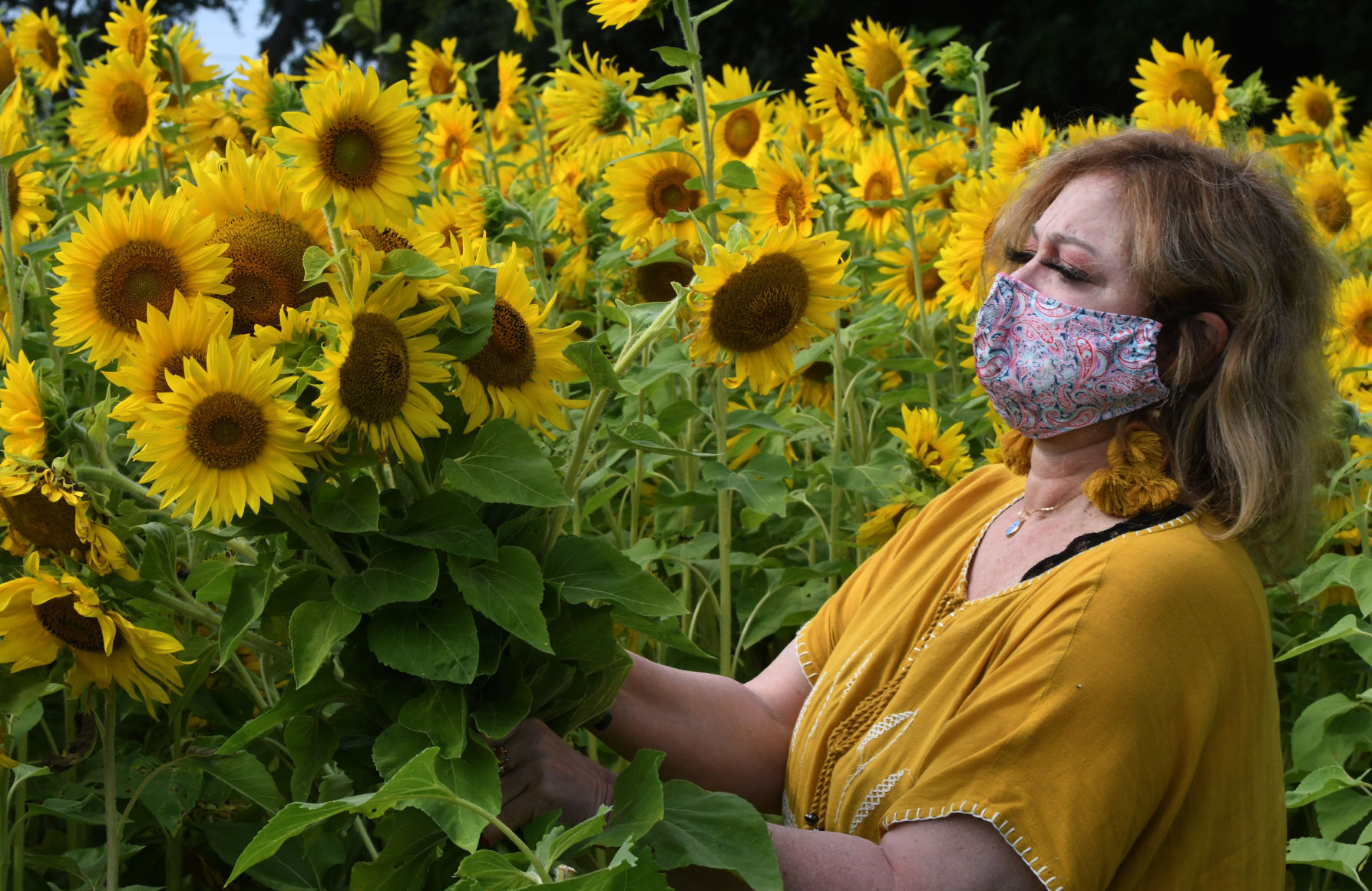 Sunflower1